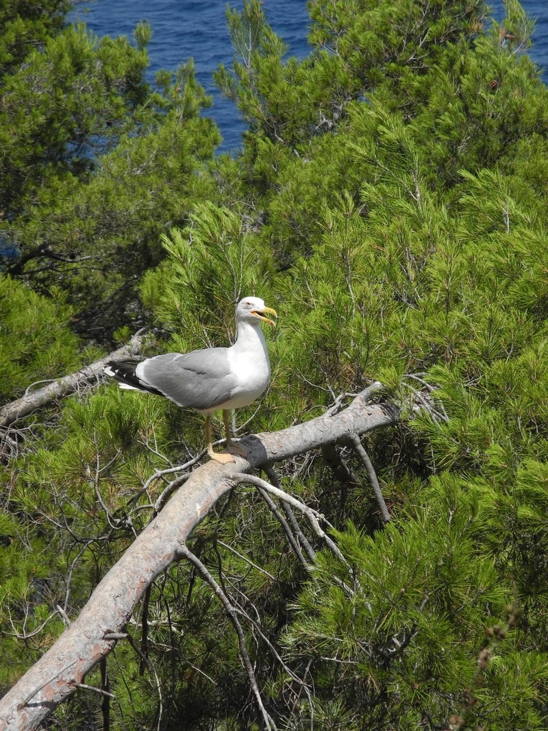 water, branch, bird maritime, land, plant, nature, 2K, growth, animals in the wild, perching, tree, day, grass, green color, animal themes, animal, vertebrate
