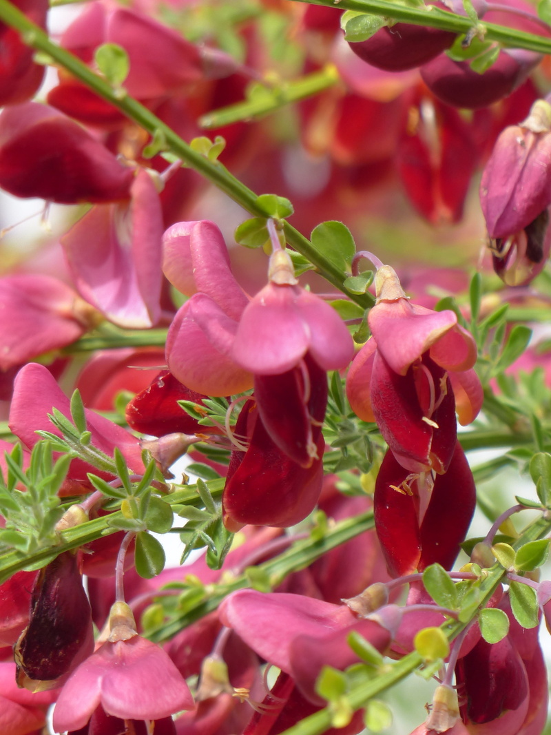 bush, beauty in nature, Cytisus Scoparius, ornamental, focus on foreground, cavaliers herb, plant part, vulnerability, growth, flora, close-up, maid bush
