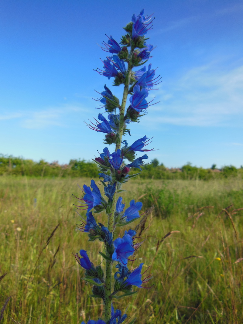 hair herb, blue, grass, summer, purple, 4K, tranquil scene, day, focus on foreground, Echium Vulgare, blue sky, purple stamens grassland, green Color