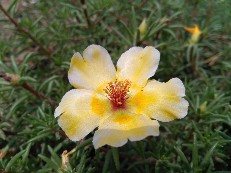 petal, horse cauliflower, kasumi grass flower, flower, close-up, portulaca oleracea l, Purslane, land, purslane flowers, 4K, the five elements grass flower