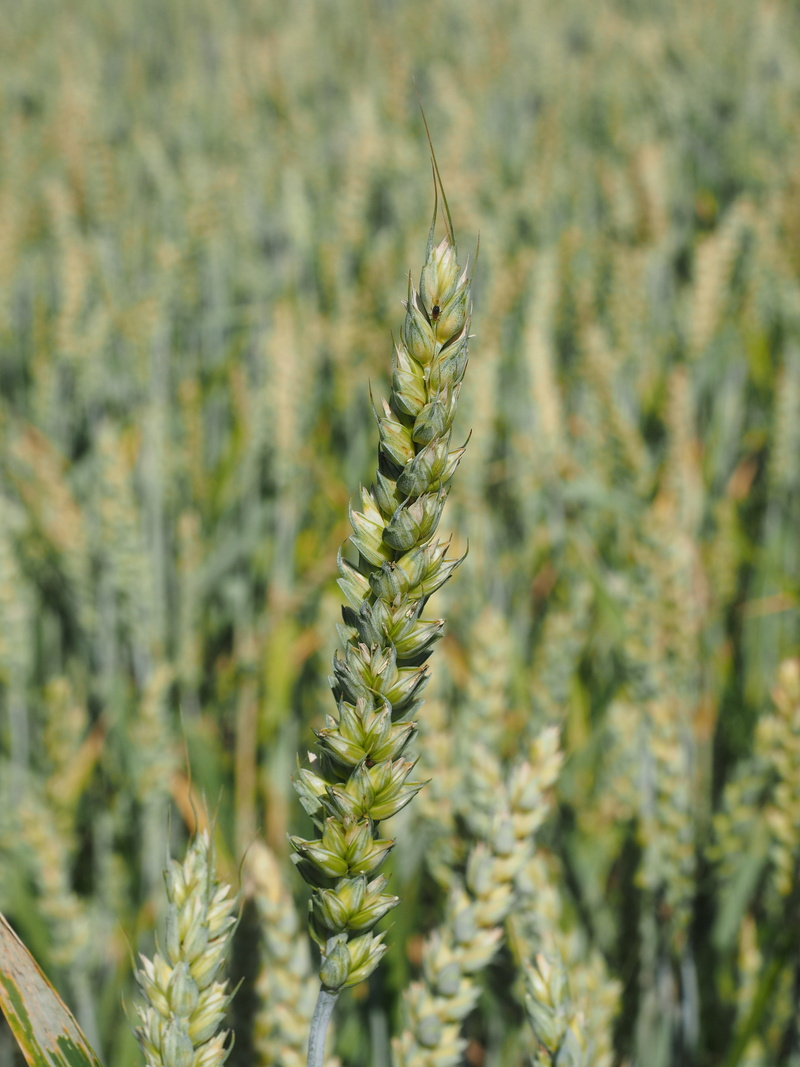 4K, common wheat, gold Colored, scenics - nature, farm, harvesting, food, Ear, tranquility, field, seed, backgrounds, plant, crop, cereal Plant, beauty in nature