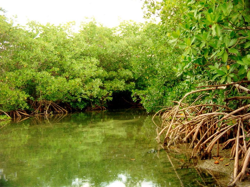 tree, mangrove, water, 480P, beach