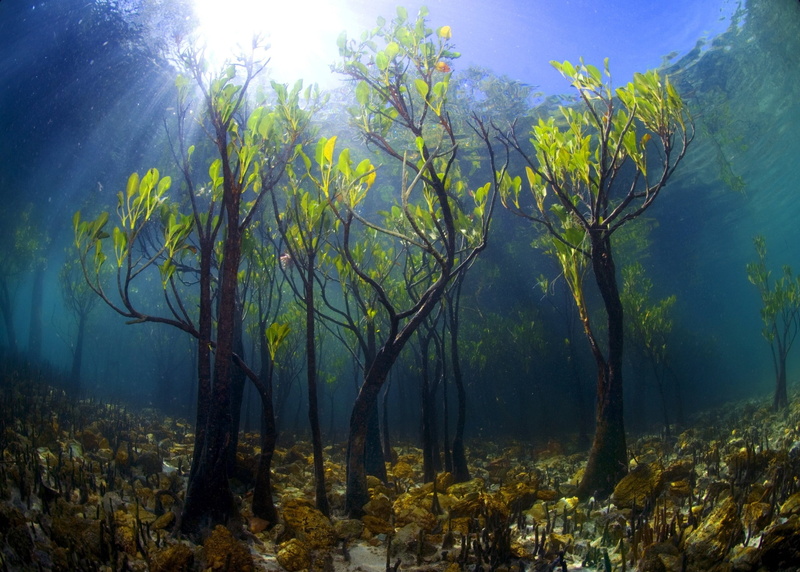 leaves, sun rays, trees, natural light, lake, mangrove, underwater, water, 2K, plants