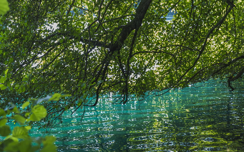 mangroves, hd, near, leaves, body, water, nature, tree, pond, 1080P