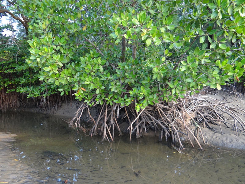 1080P, rainforest, waterfront, lake, no people, land, aerial roots, tranquility, day, beauty in nature, growth, nature, forest, tree, mangrove Tree, plant part