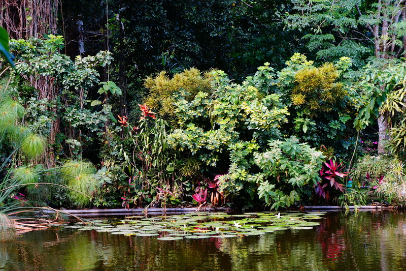 reflection, green, tranquil scene, forest, tranquility, beauty in nature, tree, water, lake, people, 5K, body, growth, outdoors, plant, leaves, el salvador
