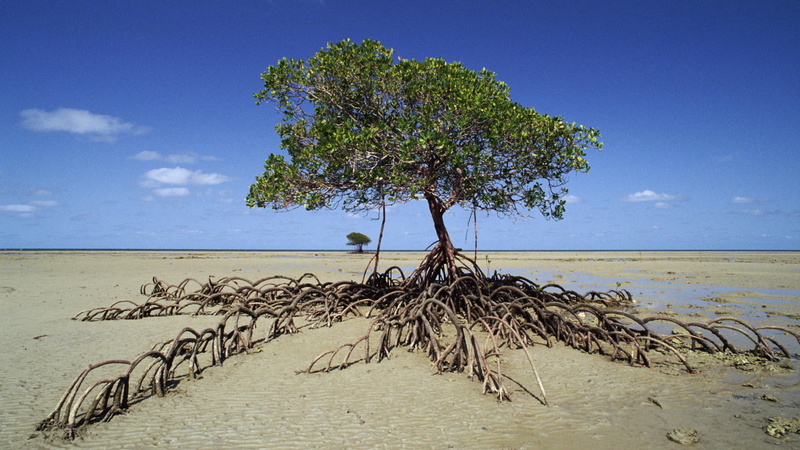 tree, beach, water, 1080P, mangrove