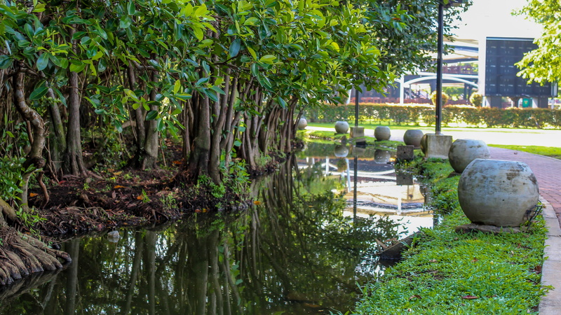 4K, sri lanka, mangrove, mangroves