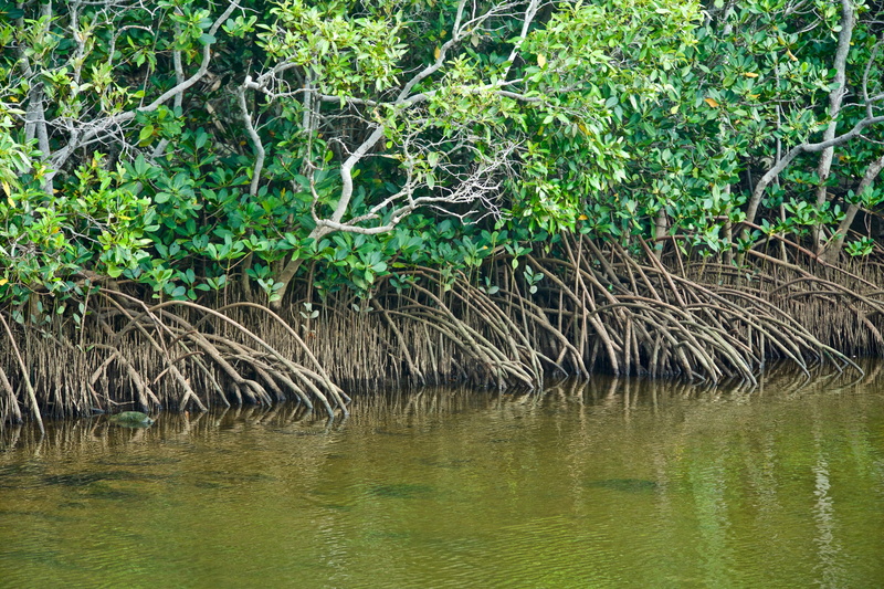 reflection, tranquility, mangroves, land, waterfront, growth, 5K, water, lake, tree, swamp, sea, outdoors, tranquil scene, plant, scenics - nature, tropical
