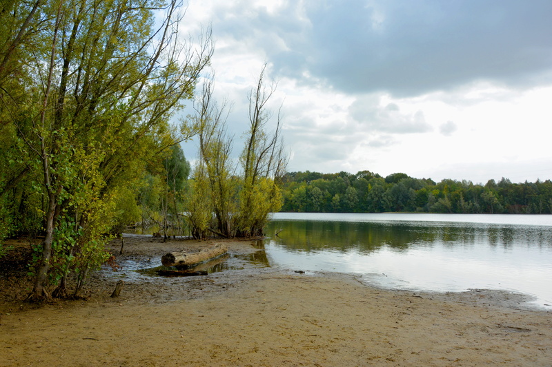 mangrove forest, forest, water, tranquil scene, tree, beauty in nature, non-urban scene, nature, plant, reflection, no people, mangroves, cloud - sky, land