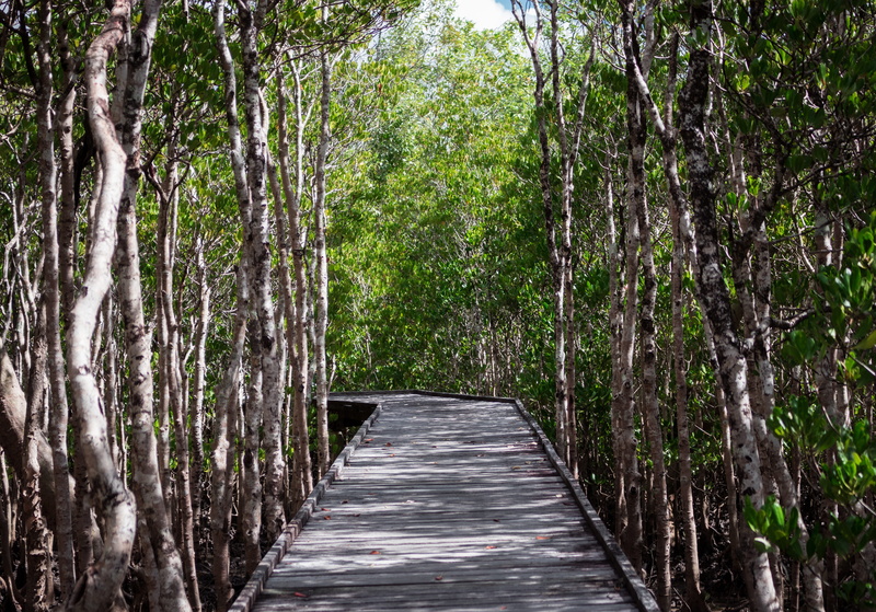 mangrove, nature, footpath, land, day, growth, plant, tranquility, bamboo - plant, tranquil scene, 5K, forest, treelined, tree trunk, direction, long