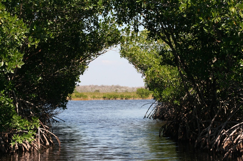 no people, 2K, plant, mangroves, beauty in nature, everglades, growth, bogs, direction, nature, flowing water, tranquility, sky, non-urban scene, leaf