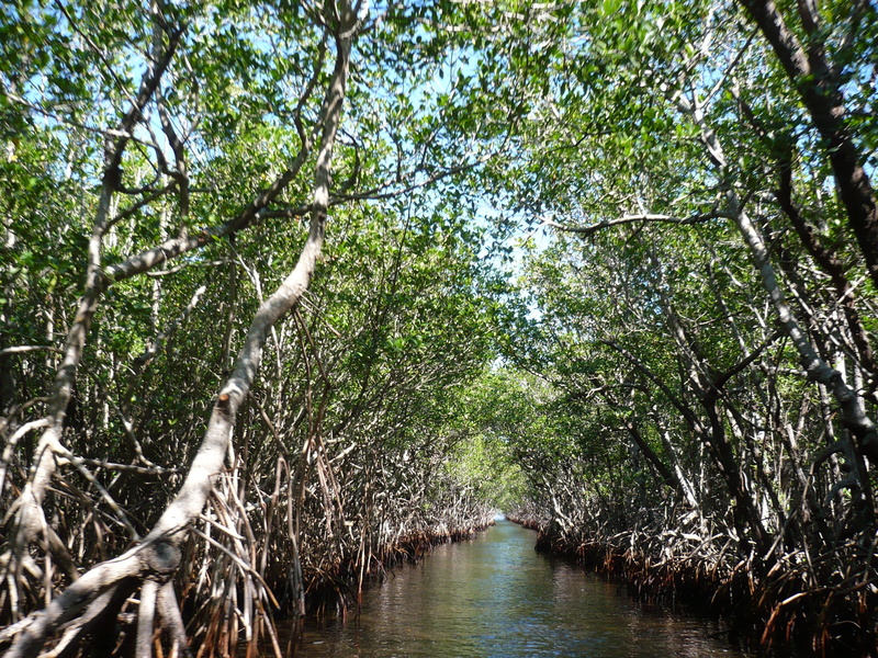 branch, no people, outdoors, surrounded, tree trunk, tranquility, nature, Marsh, Mangroves, trees, water, forest, growth, beauty in nature, Bogs, waterfront