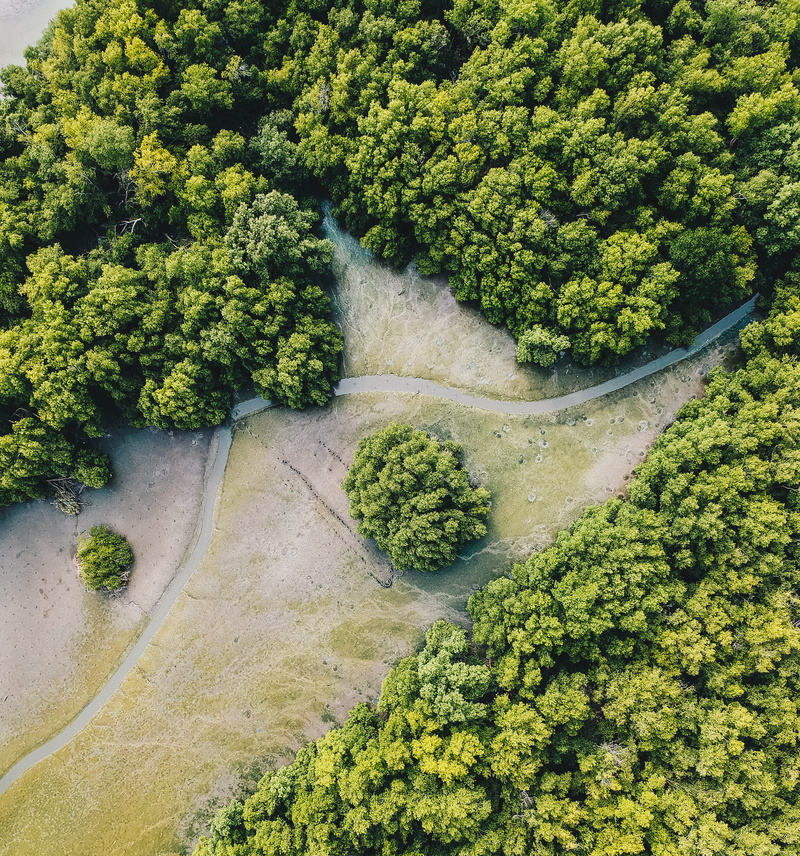 forest, no people, tree, plant, land, tranquility, gulf of thailand, growth, windy, nature, scenics - nature, beauty in nature, sightseeing, water, green color