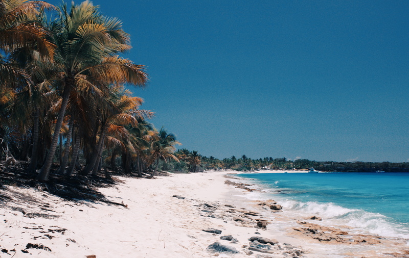 tropical tree, caribbean, beside, blue, plant, beach, nature, shoreline, sea, trees, coconut palm tree, coconut, day, tree, beauty in nature, crashing
