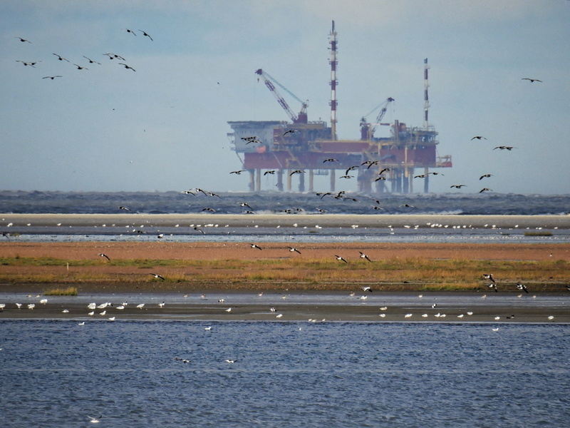 waterfront, lake, nautical vessel, day, gulls, military, outdoors, flock, transportation, industry, flying, environment, shipping, business, north sea