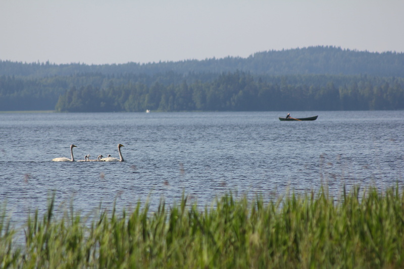 blue sky, nature photo, 5K, l, swan, the boatman, autumn, water, animal, nature, boat, no people, bird, reed, peace, tranquil scene, animals in the wild