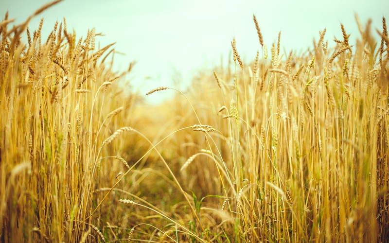 Wheat, Summer, Field, 1080P, Macro, Photography