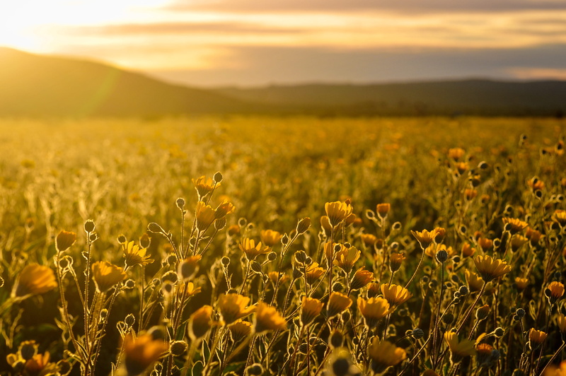 environment, sunlight, land, sunflowers, yellow flowers, sky, tranquility, plant, beauty in nature, dawn, sunsrise, beautiful flowers, tranquil scene, meadow