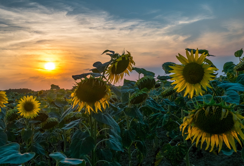 sky, yellow, 4K, sunflower, sunset, nature, summer, outdoors, sun, sunflowers, flower, plant, landscape, crepuscule, sunlight