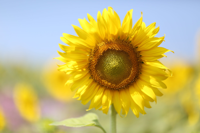 sunny, blur, bright, macro, bloom, growth, colors, vulnerability, yellow, inflorescence, springtime, close-up, petal, beautiful, beauty in nature, garden