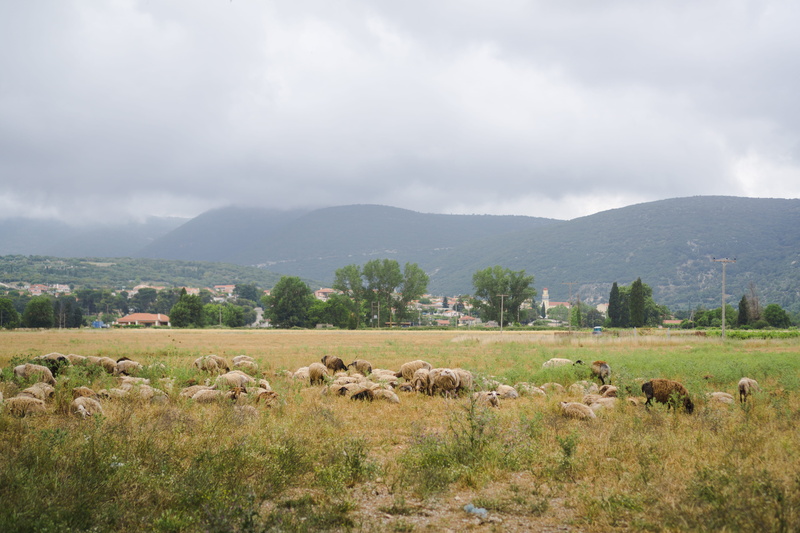 livestock, grazing, grass, outdoors, hills, mountains, fog, no people, domestic animals, large group of animals, landscape, nature, animal, group of animals