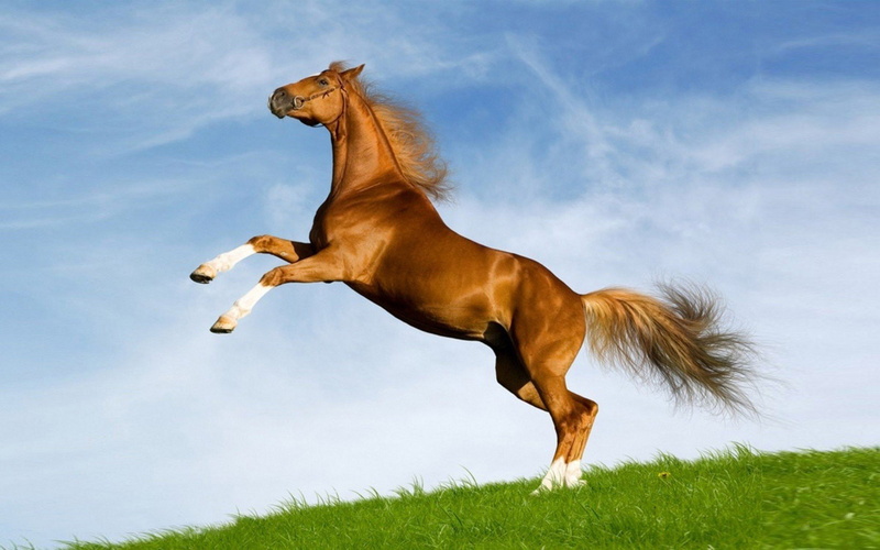 stunning, red, horse, desktop, widescreen, 2K, hd