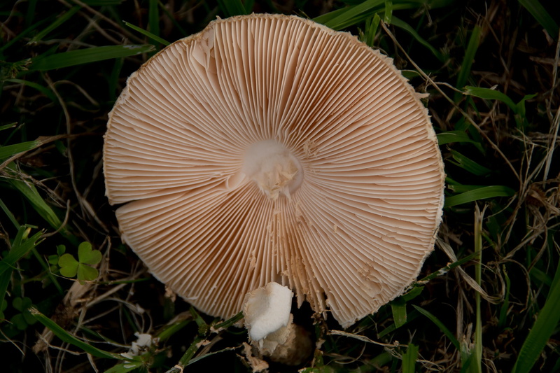 texture, forest, australia, no people, land, close-up, mushroom, nature, queensland, freshness, beauty in nature, toadstool, field, food, vulnerability