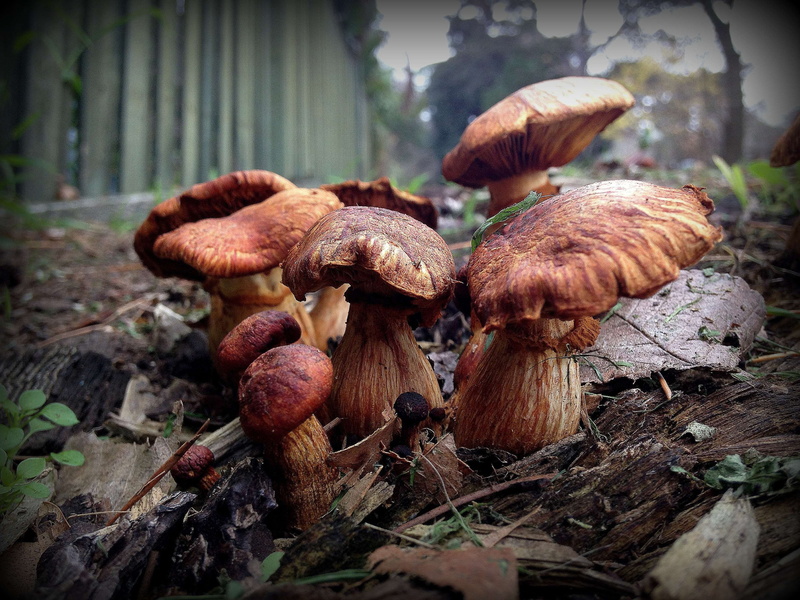 nature, land, toadstool, vegetable, mushroom, food and drink, fungus, edible mushroom, day, food, 2K, fungi, plant, tree, outdoors, field, toadstools