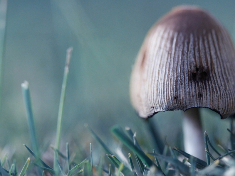 food, green, vegetable, uncultivated, white, forest, flower, fungus, toadstool, field, season, food and drink, macro, beauty In Nature, growth, focus on foreground
