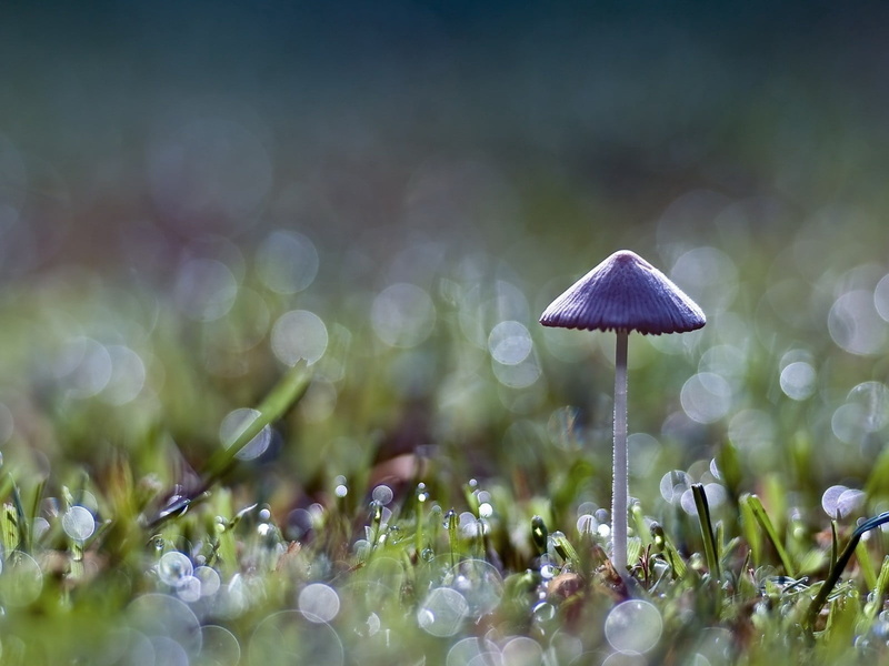 mushroom, season, macro, forest, meadow, field, close-up, freshness, white, color Image, food, vulnerability, fungus, land, summer, vegetable, plant, grass