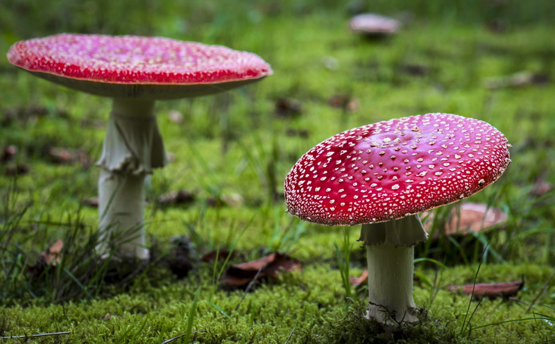 toadstool, flyamanita, agaric, mushrooms, grass, edible mushroom, poisonous, day, beauty in nature, food and drink, focus on foreground, close-up, no people