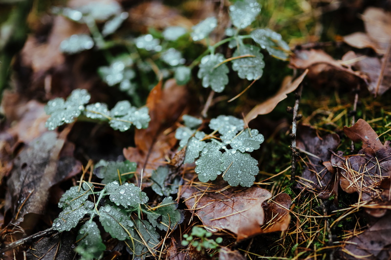 walk in, day, cold temperature, nature, toadstool, plant part, forest, plants, dry, logs, winter, wood, focus on foreground, leaves, green color, no people