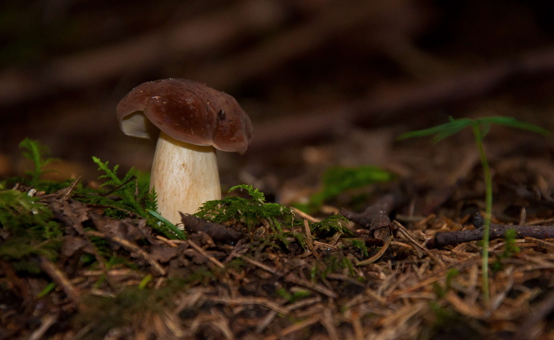 outdoors, freshness, fungus, boletus edulis, 4K, mushroom picking, nature, plant, surface level, boletus, mushrooms, vulnerability, poisonous, land, close-up