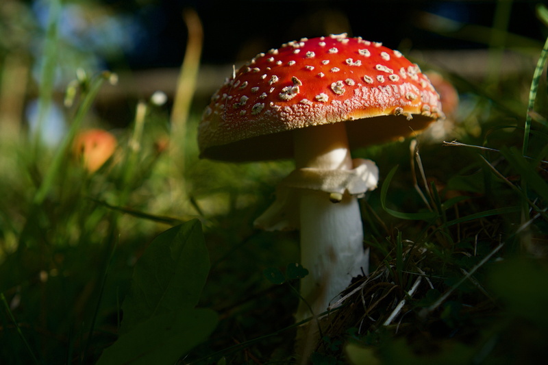 beauty in nature, land, plant, food, forest mushroom, selective focus, forest floor, autumn, vulnerability, freshness, fly agaric mushroom, toxic, day