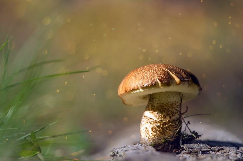 vegetable, growth, outdoors, field, close-up, land, animal, mushroom, toadstool, day, 2K, plant, one animal, no people, selective focus, food, fungus