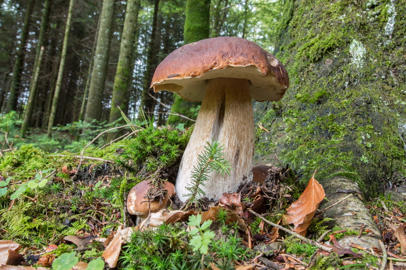 mushroom, nature, 5K