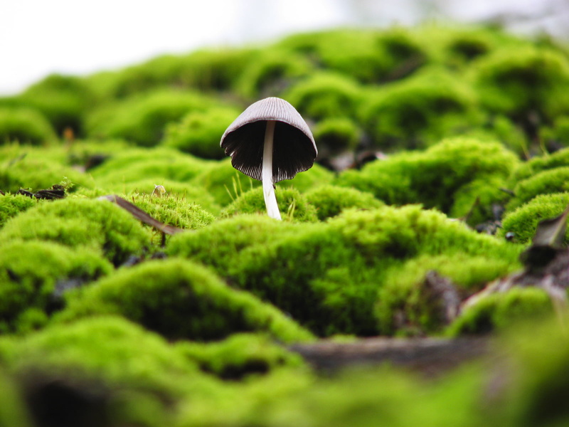 green Color, moss, photography, plant, macro, leaf, archeon, roof, fungus, forest, close-up, shallow focus, mushroom, 720P, shallow, green, toadstool