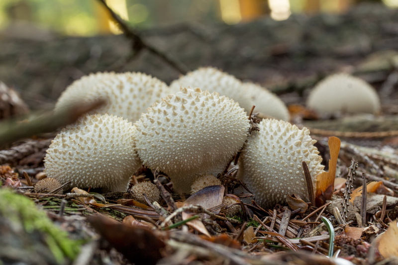 freshness, mushroom, growth, food and drink, selective focus, field, plant, day, forest, beauty in nature, land, outdoors, nature, 2K, tree, vegetable
