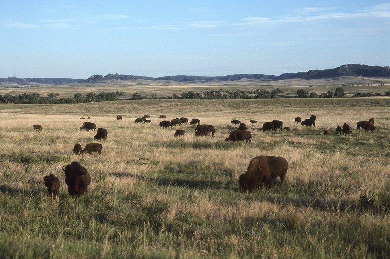 large group of animals, land, prairie, group of animals, grass, green, sky, grazing, animal themes, buffalo, nebraska, cow, animal wildlife, cloud, plain