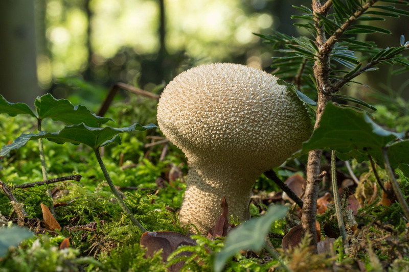 plant, forest, tree, green color, field, outdoors, wood, 2K, day, no people, selective focus, beauty in nature, nature, vegetable, toadstool, growth, fungus