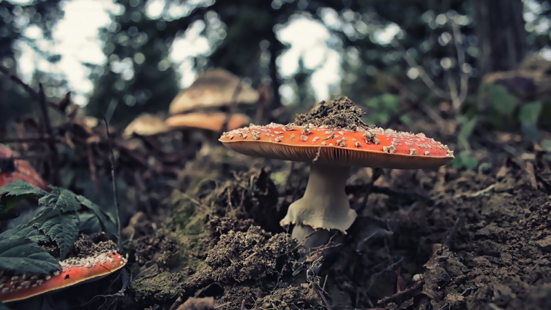 food, selective focus, land, mushroom, plant, landscape, 2K, vegetable, tree, field, forest, outdoors, close-up, nature, focus on foreground, fly agaric mushroom