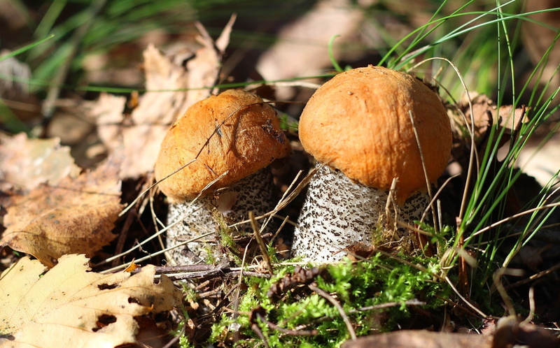 mushroom, growth, plant, field, close-up, surface level, day, leaf, toadstool, dry, land, freshness, nature, vegetable, brown, food and drink, food, 1080P