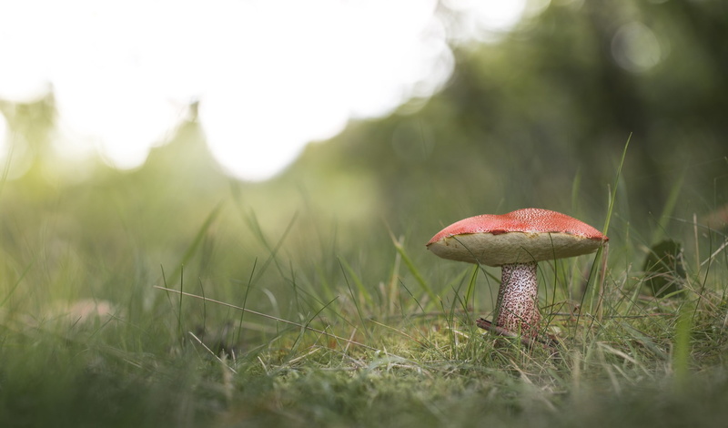 beauty in nature, nature, land, food and drink, growth, mushroom, freshness, fly agaric mushroom, surface level, grass, outdoors, 1080P, field, vegetable