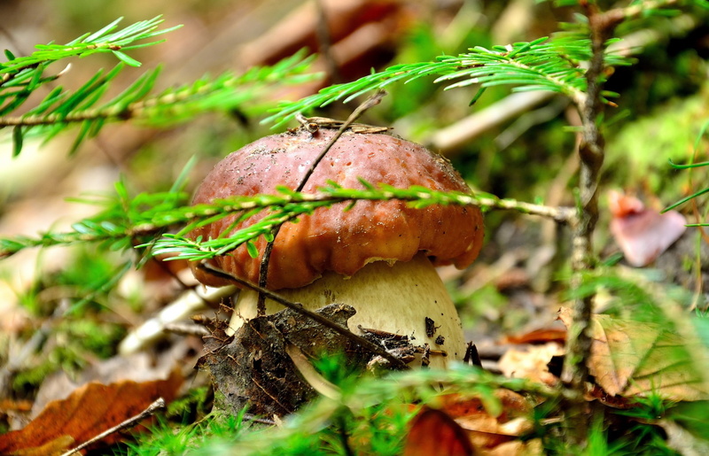 nature, beauty in nature, vegetable, growth, field, green color, freshness, food and drink, food, mushroom, leaf, outdoors, macro, poisonous, toadstool