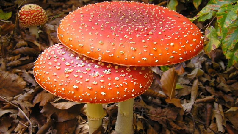 vegetable, food and drink, food, growth, fungus, red, no people, fly agaric mushroom, land, 1080P, nature, field, white, mushroom, poisonous, day, plant