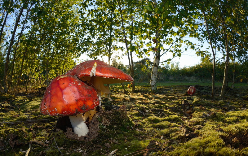 1080P, green color, red, beauty in nature, outdoors, fly agaric mushroom, macro, land, tree, tranquility, toadstool, fungus, growth, plant, field, trees