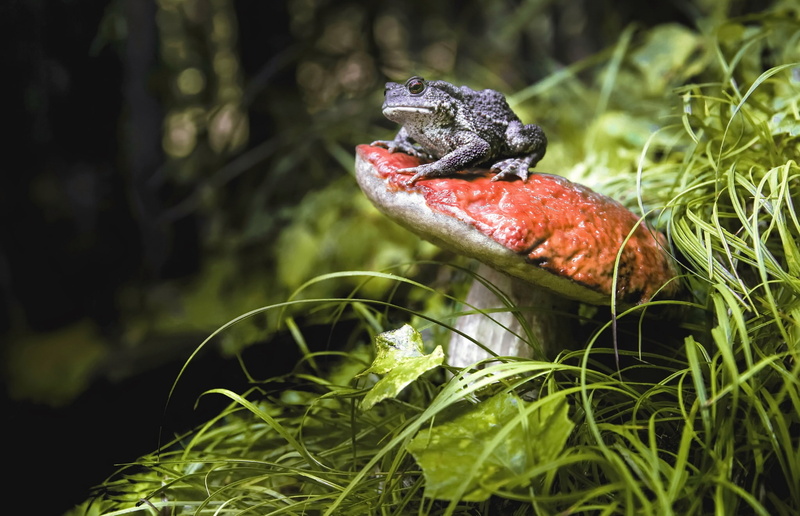 beauty in nature, day, plants, close-up, growth, animals in the wild, one animal, frog, forest, outdoors, animal, animal themes, animals, poisonous, toadstool