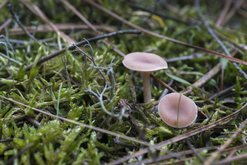 outdoors, food, no people, 4K, field, wild, grass, macro, fragility, fungus, plant, green color, mushroom, day, toadstool, land, vegetable, selective focus