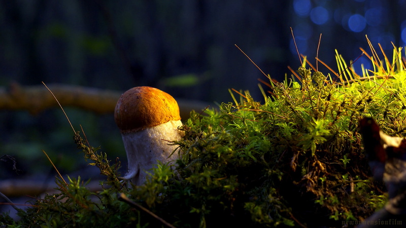 plant, mushroom, 1080P, fungus, close-up, beauty in nature, growth, focus on foreground, outdoors, no people, forest, plants, land, day, food, tree, freshness